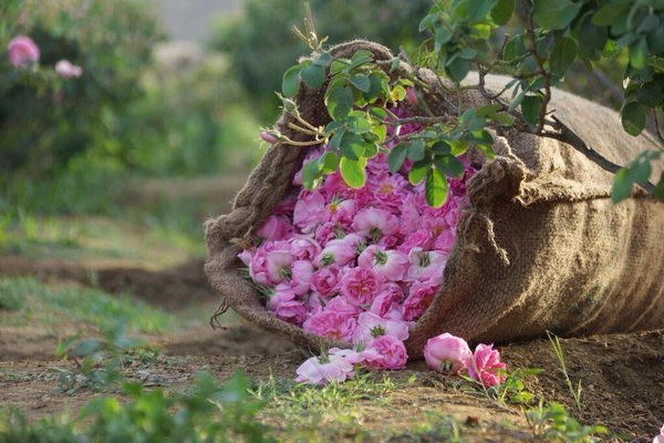 The Fourteenth Taif Roses Festival